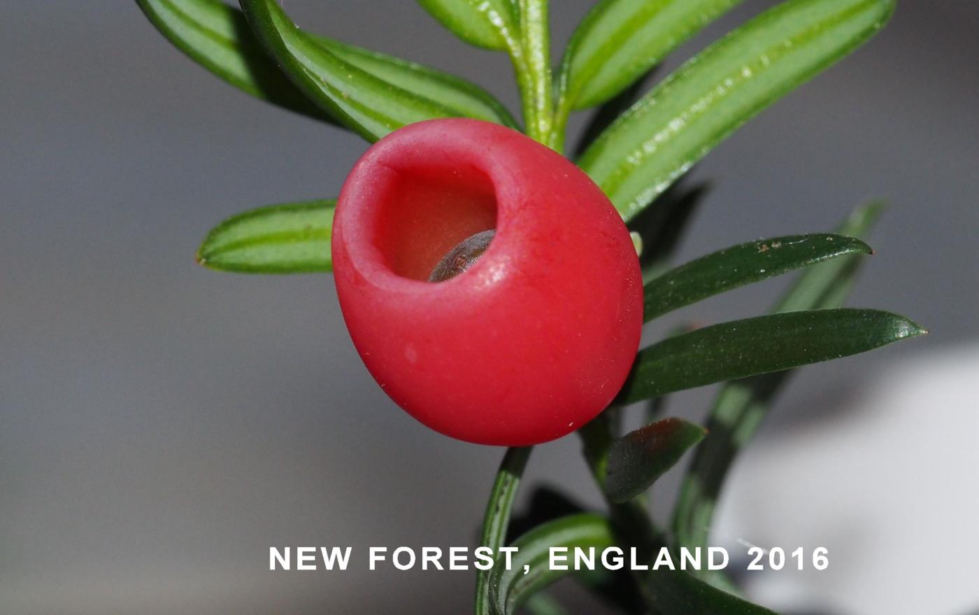 Yew fruit